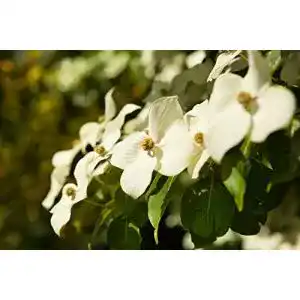 Blumen-Hartriegel Cornus kousa chinensis 5 L im Topf