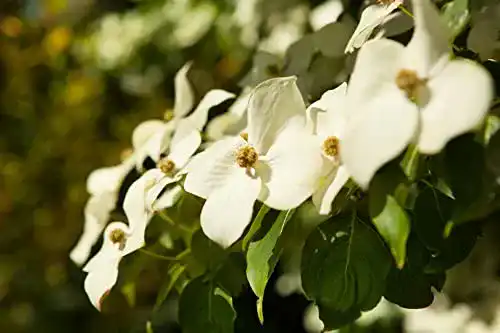 Blumen-Hartriegel Cornus kousa chinensis 5 L im Topf