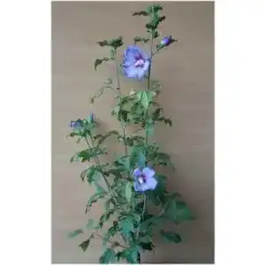 Hibiskus-Pflanze Plantapro Hibiscus Blue Bird 60 cm im 3 Liter Pflanzencontainer