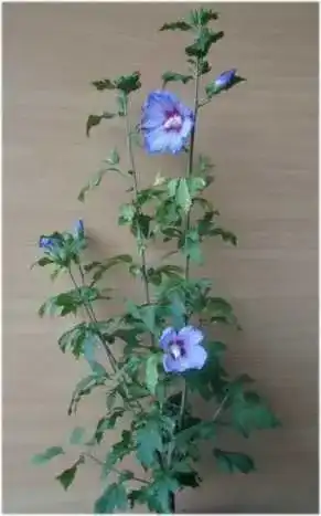 Hibiskus-Pflanze Plantapro Hibiscus Blue Bird 60 cm im 3 Liter Pflanzencontainer