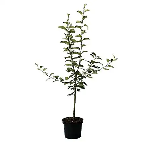 Weißer Klarapfel Apfelbaum aus Müller’s Grüner Garten Shop