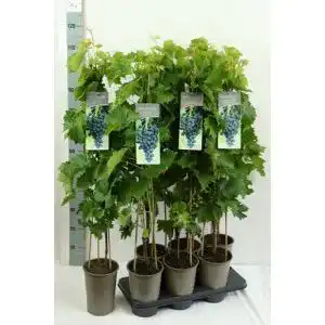 Weinrebe Baumschule für Tafeltrauben – Vitis vinifera Muscat Bleu