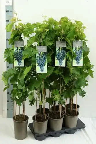 Weinrebe Baumschule für Tafeltrauben – Vitis vinifera Muscat Bleu