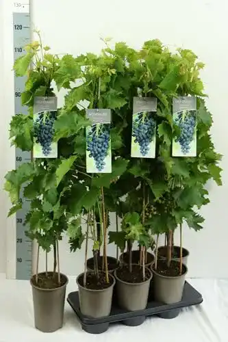 Weinrebe Baumschule für Tafeltrauben – Vitis vinifera Muscat Bleu