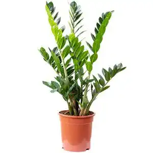 Glücksfeder Flowerbox – Zamioculcas zamiifolia als pflegeleichte Zimmerpflanze