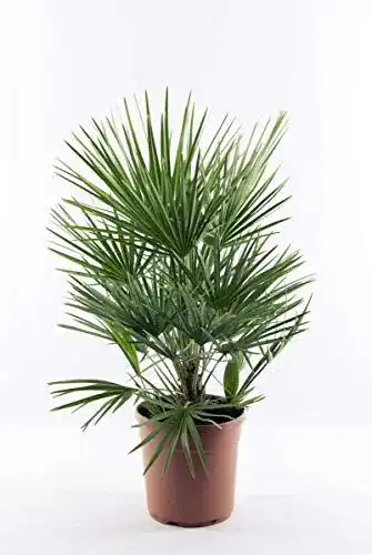 Winterharte Zwergpalme Chamaerops humilis 90-100 cm