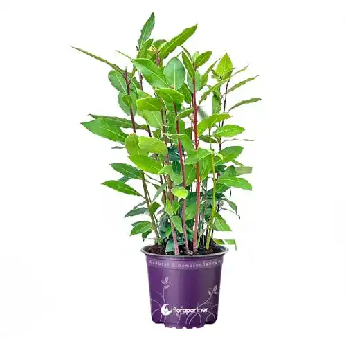 Lorbeer Pflanze Florapartner – Echter Lorbeer im 14 cm Topf