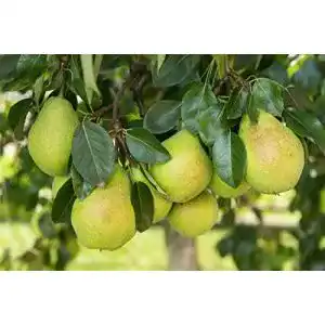 Birnenbaum Gute Luise – Sommerbirne im Topf für Garten und Obstwiese