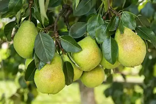 Birnenbaum Gute Luise – Sommerbirne im Topf für Garten und Obstwiese