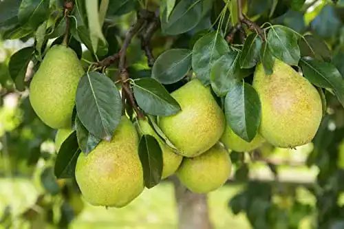 Birnenbaum Gute Luise – Sommerbirne im Topf für Garten und Obstwiese