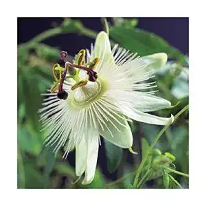 Winterharte Passionsblume Constance Elli Exotische Kletterpflanze