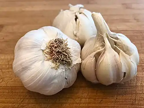 Pflanzknoblauch Hoffmeyer Messidrome – Weiße Knoblauchzwiebel für den Anbau