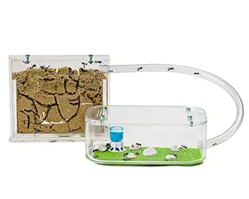 Ameisenfarm AntHouse – Natürliche Sandfarm im Basic Set