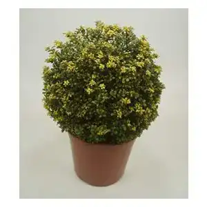 Stechpalme Ilex crenata ‚Convexa‘ Kugel 30-40 cm in 5-Liter-Topf