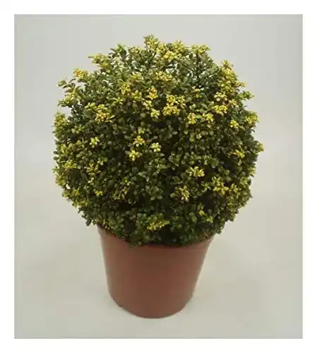 Stechpalme Ilex crenata ‚Convexa‘ Kugel 30-40 cm in 5-Liter-Topf