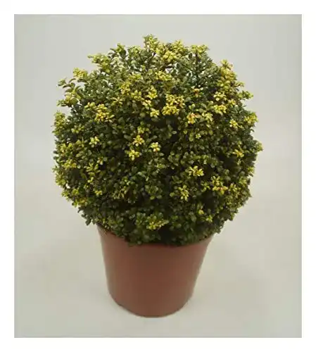 Stechpalme Ilex crenata ‚Convexa‘ Kugel 30-40 cm in 5-Liter-Topf