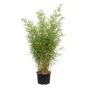 Bambus Pflanzen Fargesia murielae Jumbo 60-100 cm im 5 Liter Container
