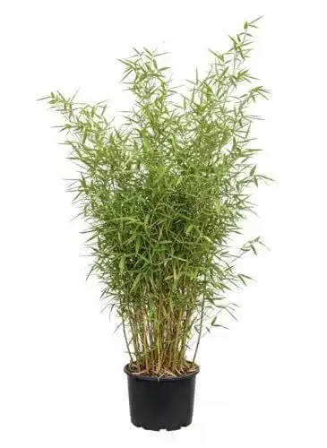 Bambus Pflanzen Fargesia murielae Jumbo 60-100 cm im 5 Liter Container
