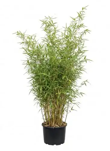 Bambus Pflanzen Fargesia murielae Jumbo 60-100 cm im 5 Liter Container