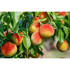 Aprikosenbaum und Pfirsichbaum im großen Topf mit Dünger