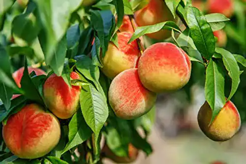 Aprikosenbaum und Pfirsichbaum im großen Topf mit Dünger