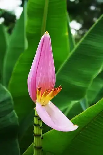 Bananensamen Seedeo Kenia – Musa velutina 6 Stück