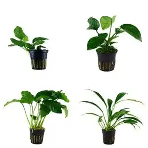 Anubia Tropica Set mit 4 Topfpflanzen für das Aquarium