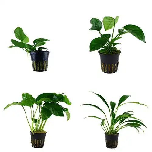 Anubia Tropica Set mit 4 Topfpflanzen für das Aquarium