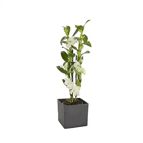 Asiatische Traubenorchidee – Dendrobium nobile, 40-50 cm hoch, 1 Pflanze
