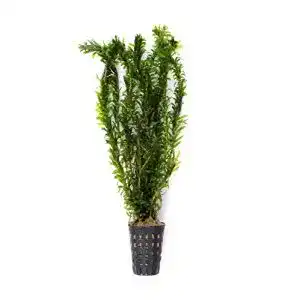 Wasserpest Egeria densa Elodea densa als Aquariumpflanze