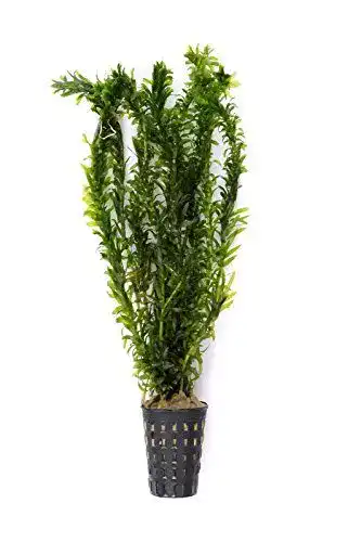 Wasserpest Egeria densa Elodea densa als Aquariumpflanze