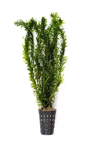 Wasserpest Egeria densa Elodea densa als Aquariumpflanze