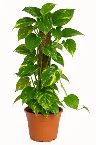 Pflanzen für dunkle Räume: Scindapsus aureum am Moosstab