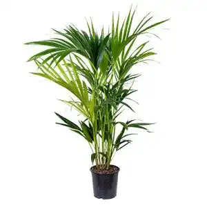 Howea Forsteriana – Kentia Palme – Pflegeleichte Zimmerpflanze