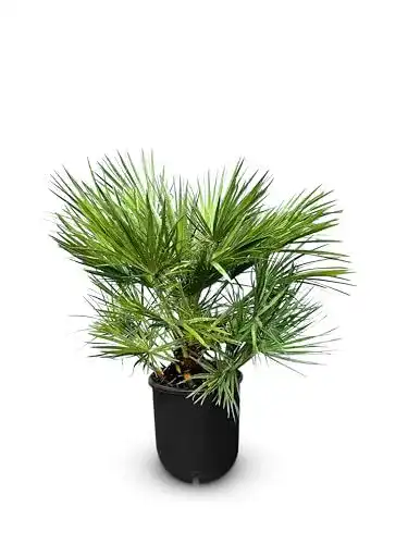 Zwergpalme Chamaerops Humilis – Europäische immergrüne Palme