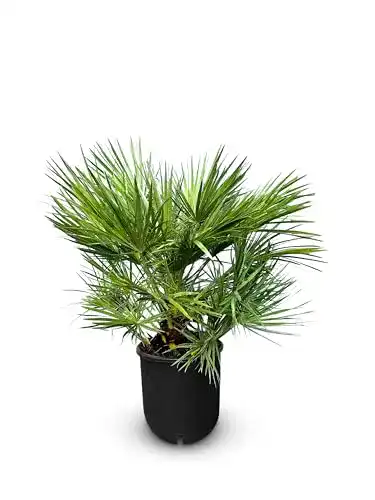 Zwergpalme Chamaerops Humilis – Europäische immergrüne Palme