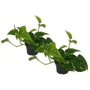 Luftreinigende Pflanzen Efeutute (Scindapsus aureum) im 2er Set