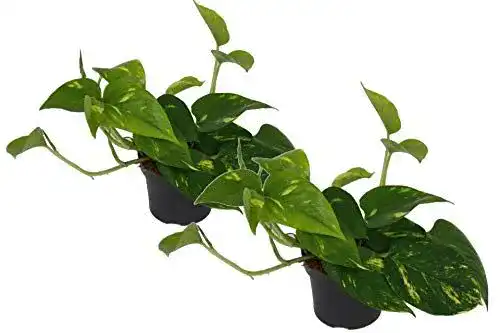 Luftreinigende Pflanzen Efeutute (Scindapsus aureum) im 2er Set