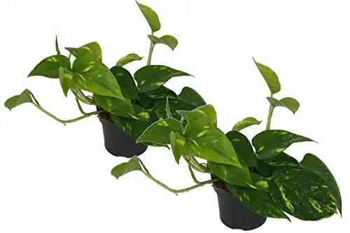 Luftreinigende Pflanzen Efeutute (Scindapsus aureum) im 2er Set