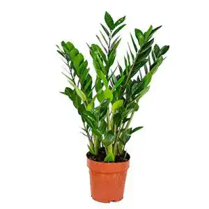 Glücksfeder Zamioculcas Zamiifolia – Pflegeleichte Zimmerpflanze