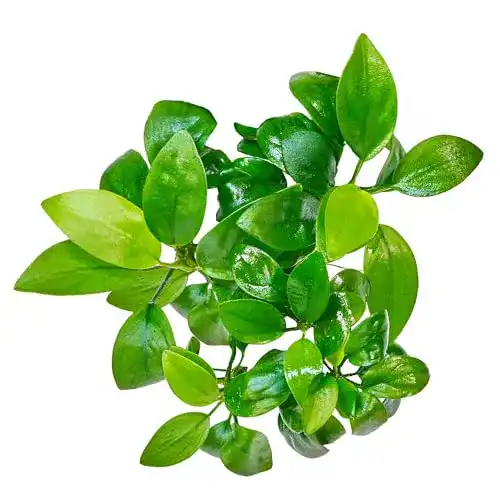 Anubias barteri var. nana – Zwergspeerblatt in vitro XL