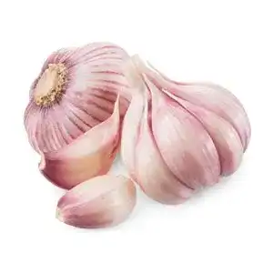 Pflanzknoblauch Hymor Violetter Knoblauch – 3 Knollen