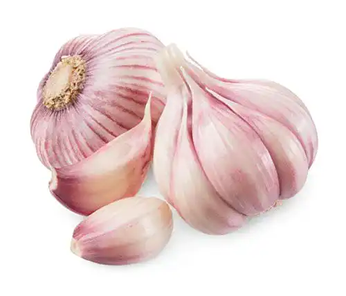 Pflanzknoblauch Hymor Violetter Knoblauch – 3 Knollen