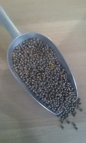 Lupinensamen für Gründüngung – Samen-Gernand Blau 2000 g