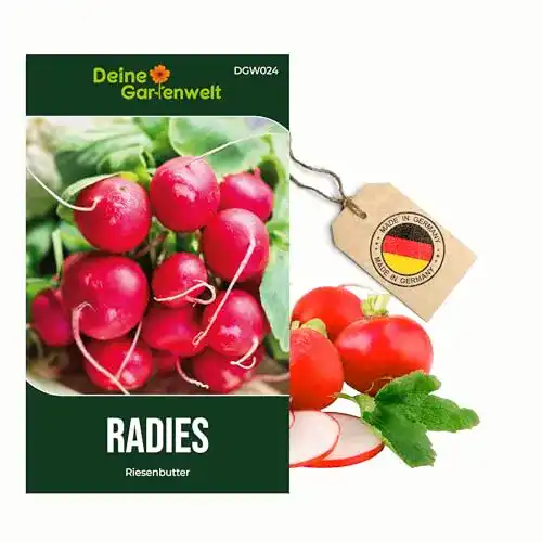 Radieschen-Samen Riesenbutter für den Garten