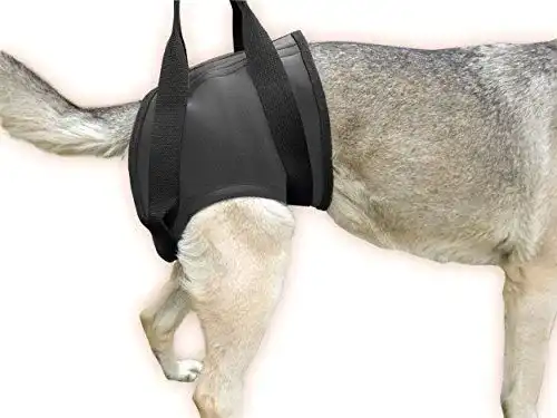 Tragehilfe für Hunde Julius K9 16NEO-HS/M aus Neopren in Größe M