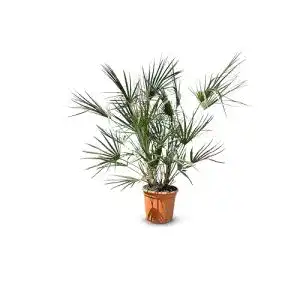 Zwergpalme Chamaerops humilis 120 cm winterhart