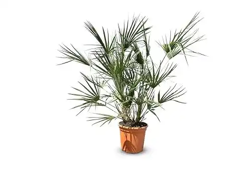 Zwergpalme Chamaerops humilis 120 cm winterhart
