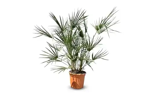 Zwergpalme Chamaerops humilis 120 cm winterhart