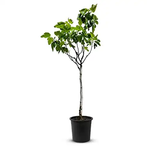 Feigenbaum Tropictrees 170 cm hoch mit Stammumfang 7-9 cm
